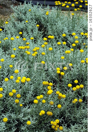 サントリナ サントリナ 16302627