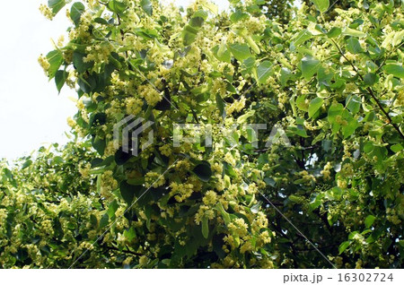 シナノキ の黄色い花 16302724