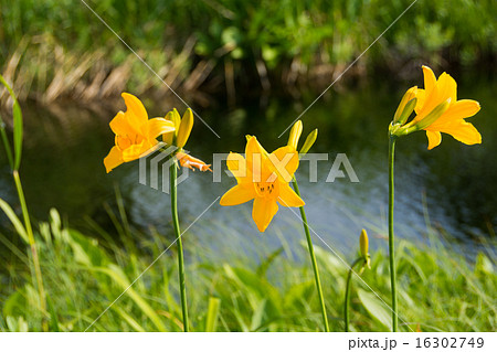 水辺の黄色いユリ科の花の写真素材