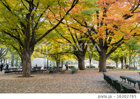 秋のケヤキの木の写真素材