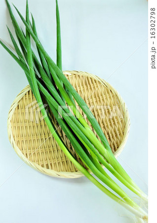 九条ねぎ 16302798