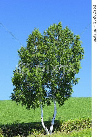 北海道　美瑛町　丘の一本の木 16302863