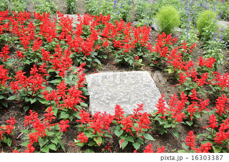 花と石版 サロビア 花と石版 サロビア 16303387