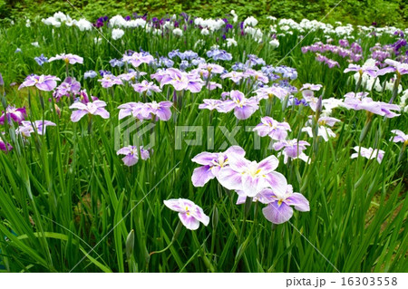 しょうぶ しょうぶ 16303558