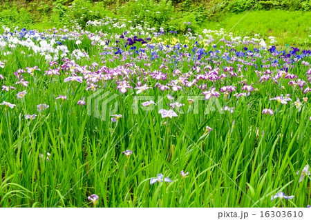 菖蒲 菖蒲 16303610