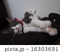 寛ぐ猫 16303691