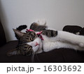 お昼寝する猫 16303692