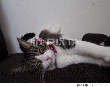お昼寝する猫 お昼寝する猫 16303692