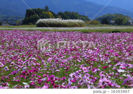 藤原宮跡のコスモス畑 16303907