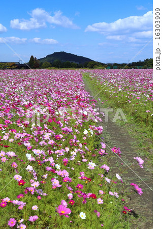 藤原宮跡のコスモス畑 16303909