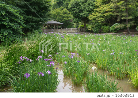 生田緑地の花菖蒲 16303913