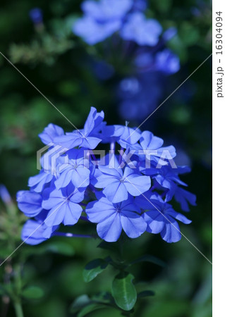 瑠璃茉莉ルリマツリ　初夏から秋まで綺麗です。 16304094