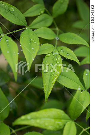 雨に濡れる南天の葉 16304232