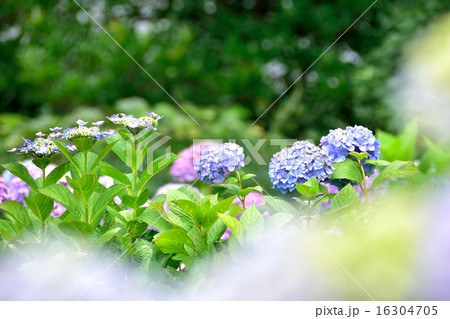 紫陽花 紫陽花 16304705