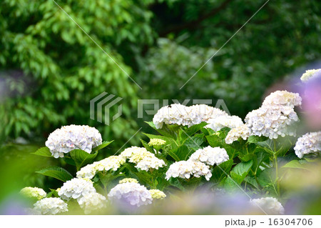 紫陽花 紫陽花 16304706