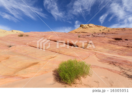 Pink Canyon Pink Canyon 16305051