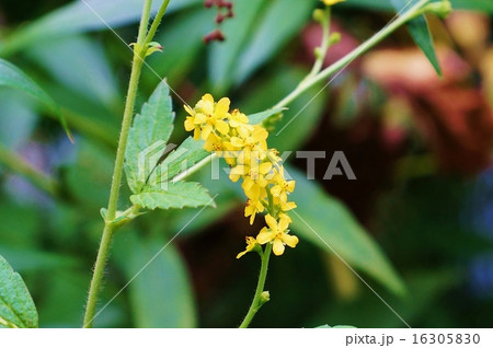 晩夏の野の花・タデ科の「ミズヒキ」とは趣の違う「キンミズヒキ」の明るい穂状花・横位置 16305830