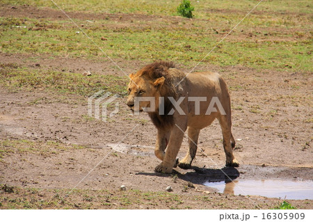 ケニア　ライオン 16305909