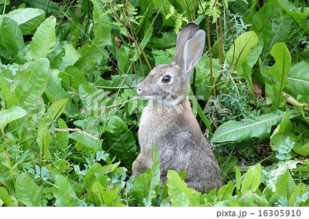 パタゴニアの野うさぎの写真素材