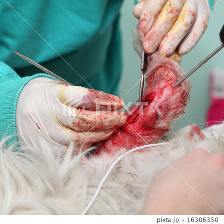 Veterinary procedure, dog surgery Veterinary procedure, dog surgery 16306350