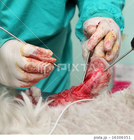 Veterinary procedure,  dog surgery 16306351