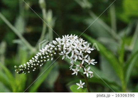 オカトラノオ オカトラノオ 16306390