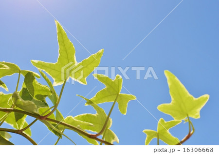 ヘデラと青空　 16306668