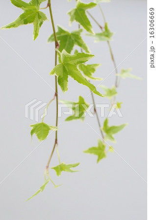 ヘデラ　 16306669