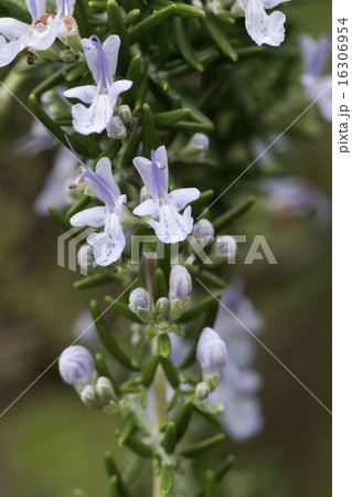 ローズマリー 16306954