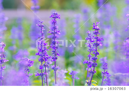 Blue Salvia (salvia farinacea) flowers blooming  16307063