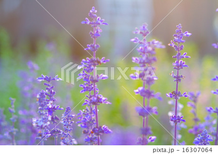Blue Salvia (salvia farinacea) flowers blooming  16307064
