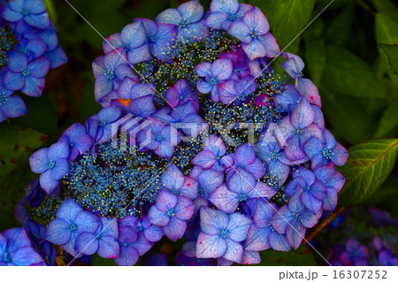 紫陽花 紫陽花 16307252