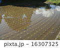 田んぼ-1 16307325