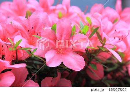 Pelargonium geranium group bright cerise  16307392