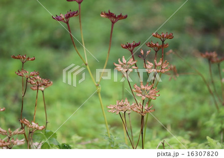 セリバオウレン セリバオウレン 16307820