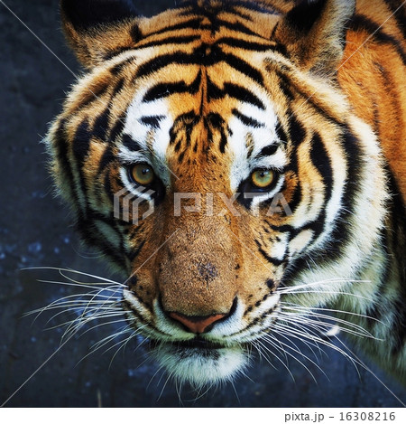 Tiger in Thailand zoo 16308216