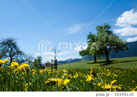 Alps spring, natural colorful tone Alps spring, natural colorful tone 16309110