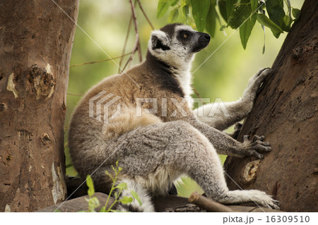 Ring-tailed lemur sitting 16309510