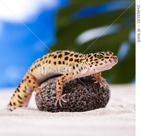 Young Leopard gecko a white background Young Leopard gecko a white background 16309642