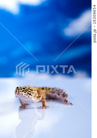 Young Leopard gecko a white background 16309654