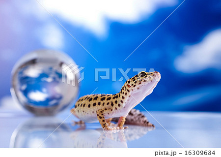 Young Leopard gecko a white background Young Leopard gecko a white background 16309684