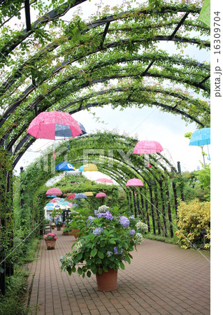 梅雨のアンブレラ 梅雨のアンブレラ 16309704