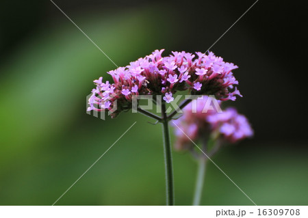 あじさい 16309708