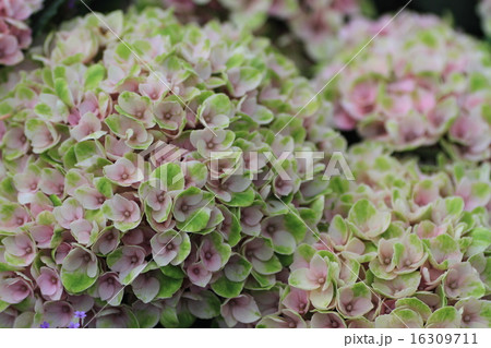 あじさい あじさい 16309711