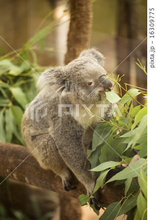koala eating eucalyptus leaves koala eating eucalyptus leaves 16309775