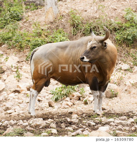 Wild Cattle 16309780