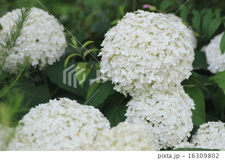 紫陽花 紫陽花 16309802