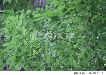 シデ シデ 16309884