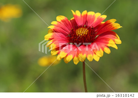 オオテンニンギク 16310142