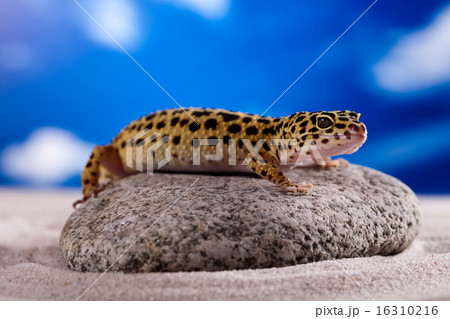 Small gecko reptile lizard, bright colorful  16310216